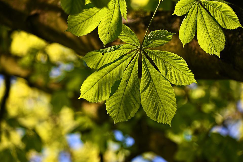 chestnut leaves