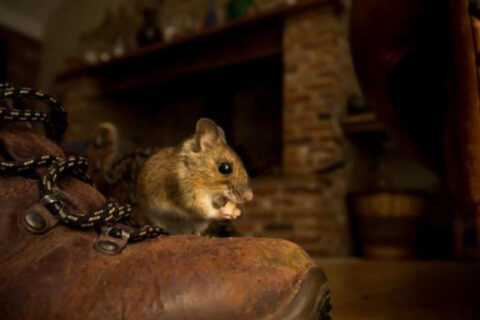 rat eating on the shoes