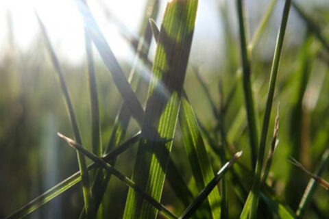 grass