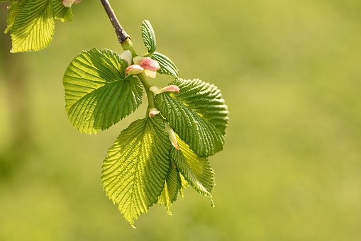 hanging elm branch