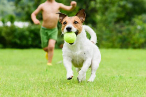 dog playing with boy