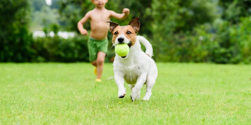 dog playing with boy