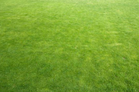 lawn