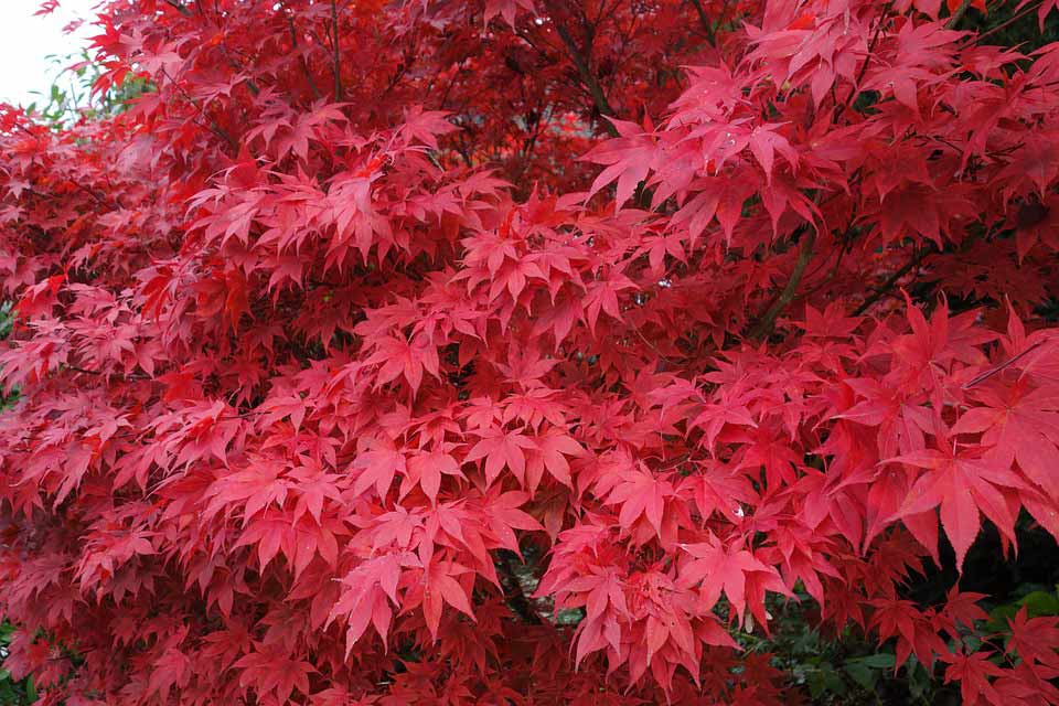 japanese maple