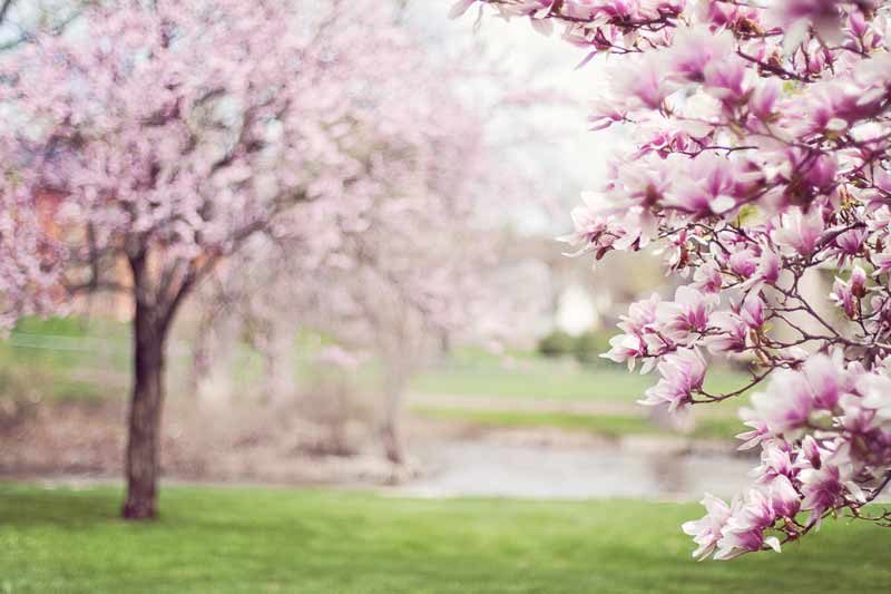 magnolia trees in spring