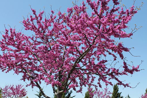 redbud tree