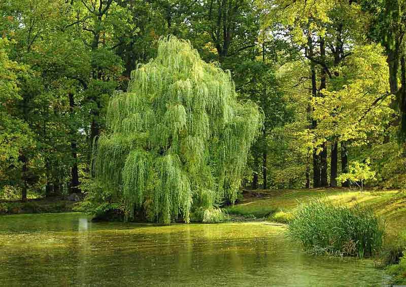willow tree by lake